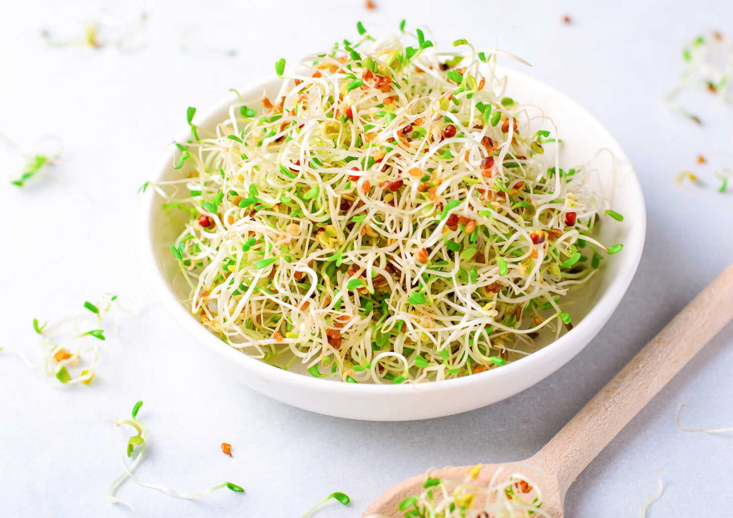 Alfalfa Seeds for Sprouting - by Food To Live