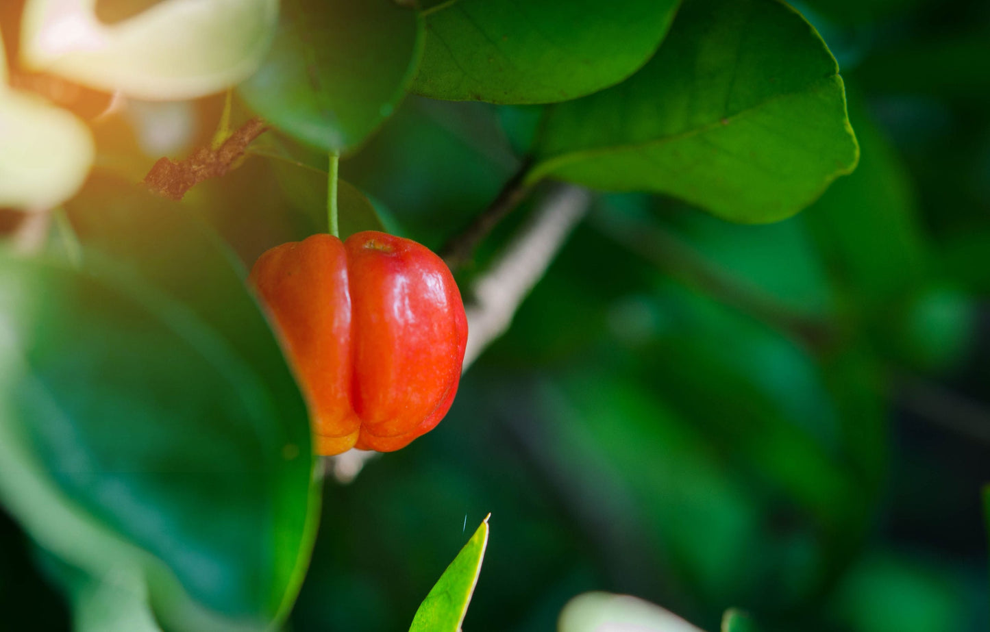 Organic Acerola Cherry Powder - by Food To Live