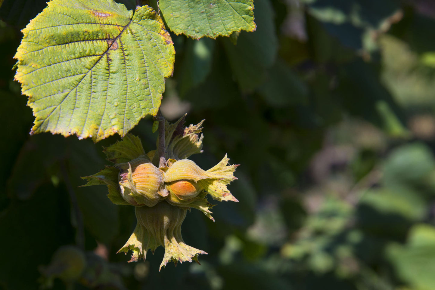 Organic Blanched Roasted Hazelnuts - by Food To Live