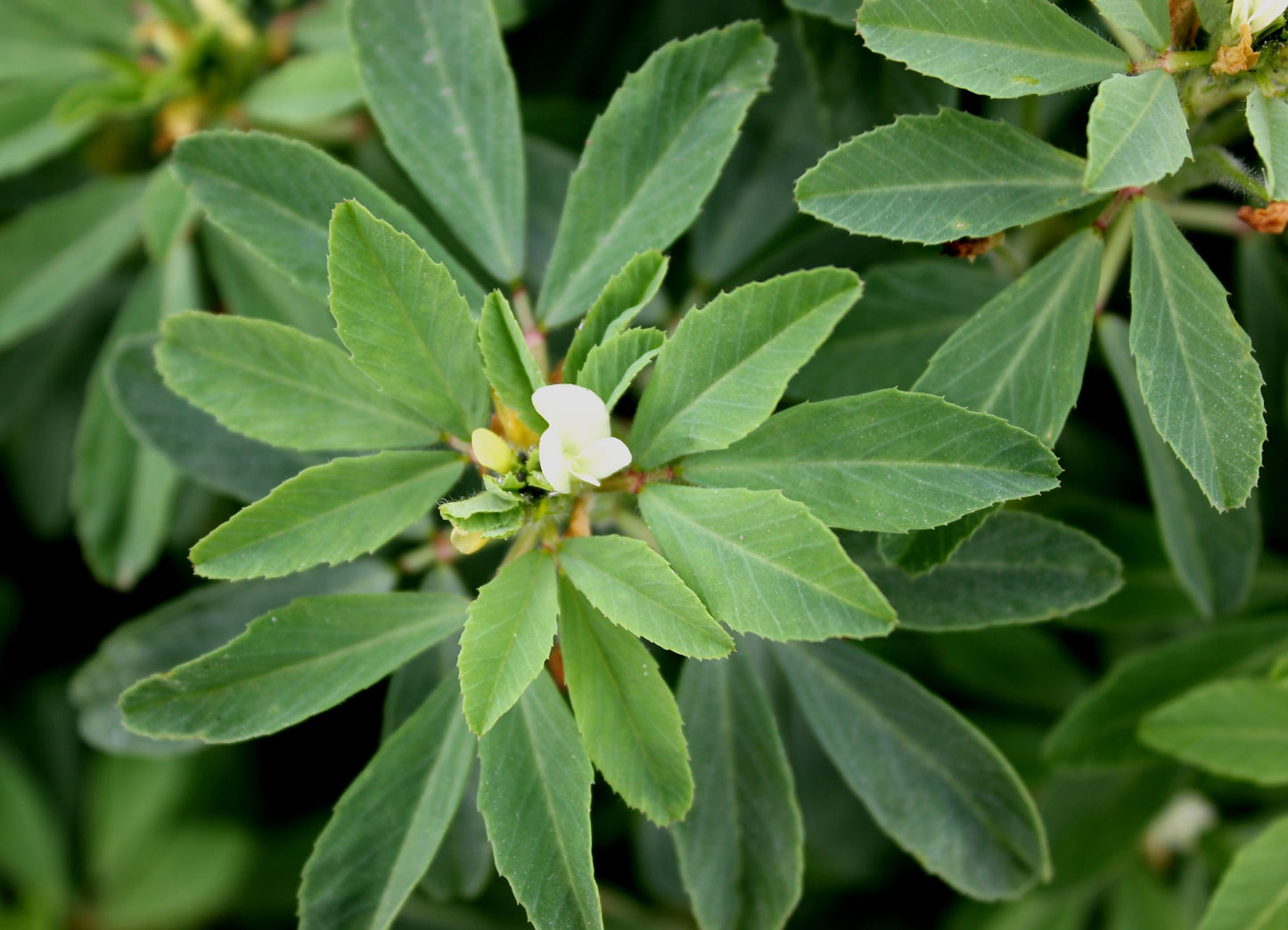 Organic Fenugreek Seeds - by Food To Live