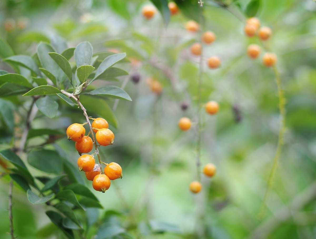 Organic Dried Golden Berries - Non-GMO, Kosher, Raw, Vegan, Bulk - by Food to Live