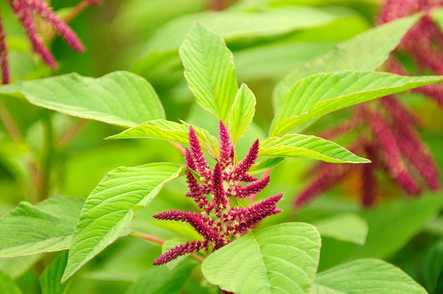 Organic Amaranth Grain - by Food To Live