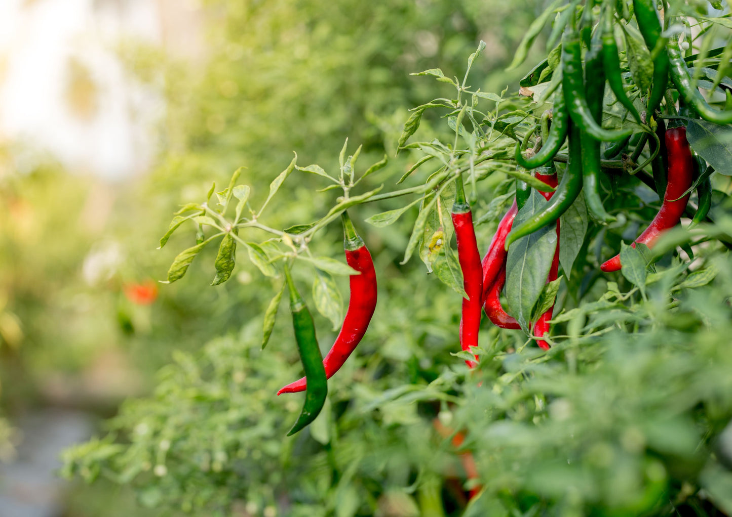 Organic Ground Cayenne Pepper, X Pounds – 100% Pure, Natural and Non-GMO Powder - Fiery Spice with Bold Flavor - Perfect Seasoning for Adding Heat to Your Dishes, 40,000 SHU