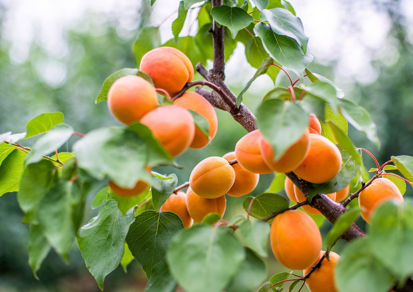 Dried Apricots - by Food To Live
