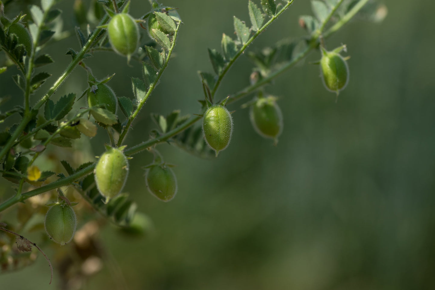 Garbanzo Bean Flour - by Food To Live