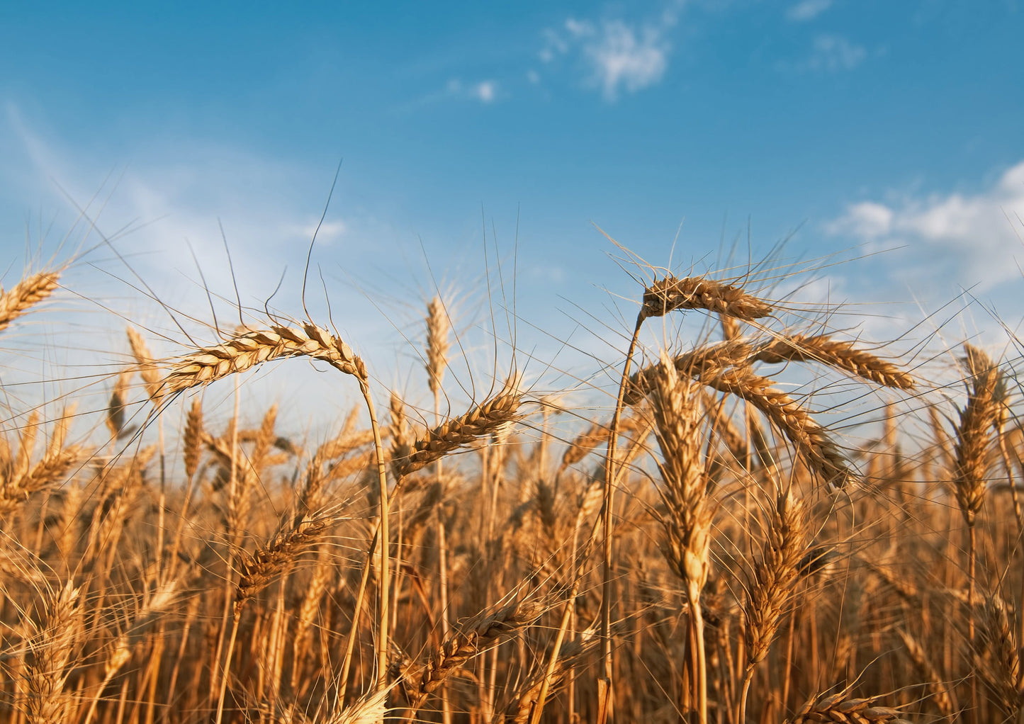 Organic Cracked Wheat Berries - by Food To Live