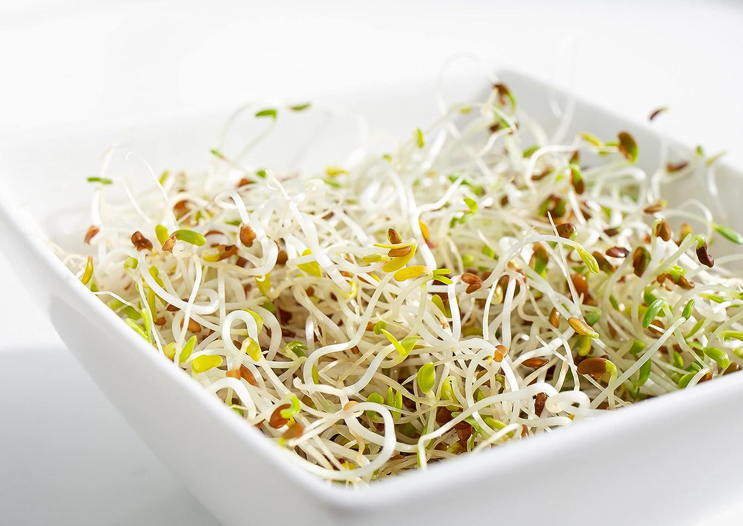 Organic Alfalfa Sprouting Seeds, 12 Ounces - by Food To Live