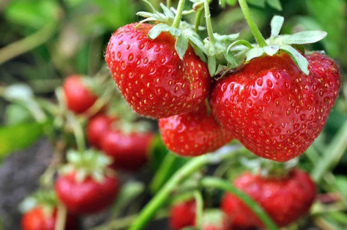Organic Dried Strawberries - by Food To Live