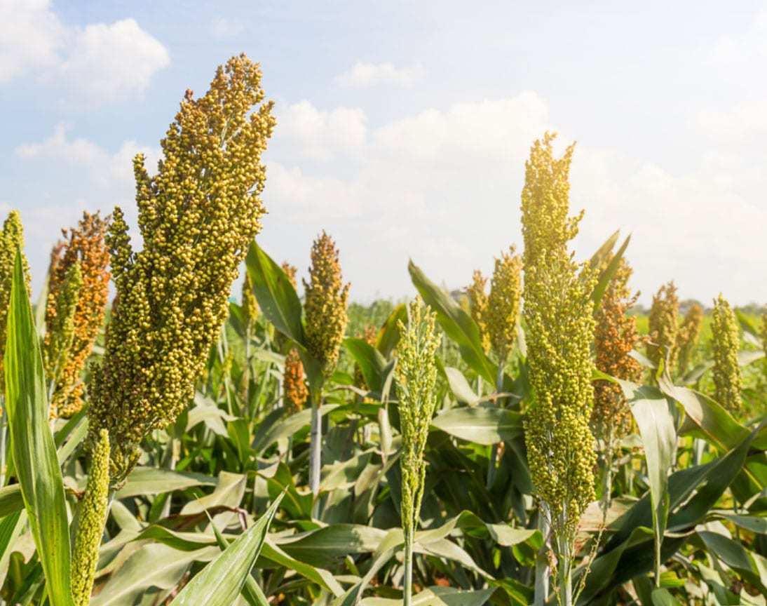 Organic Millet Flour - by Food To Live