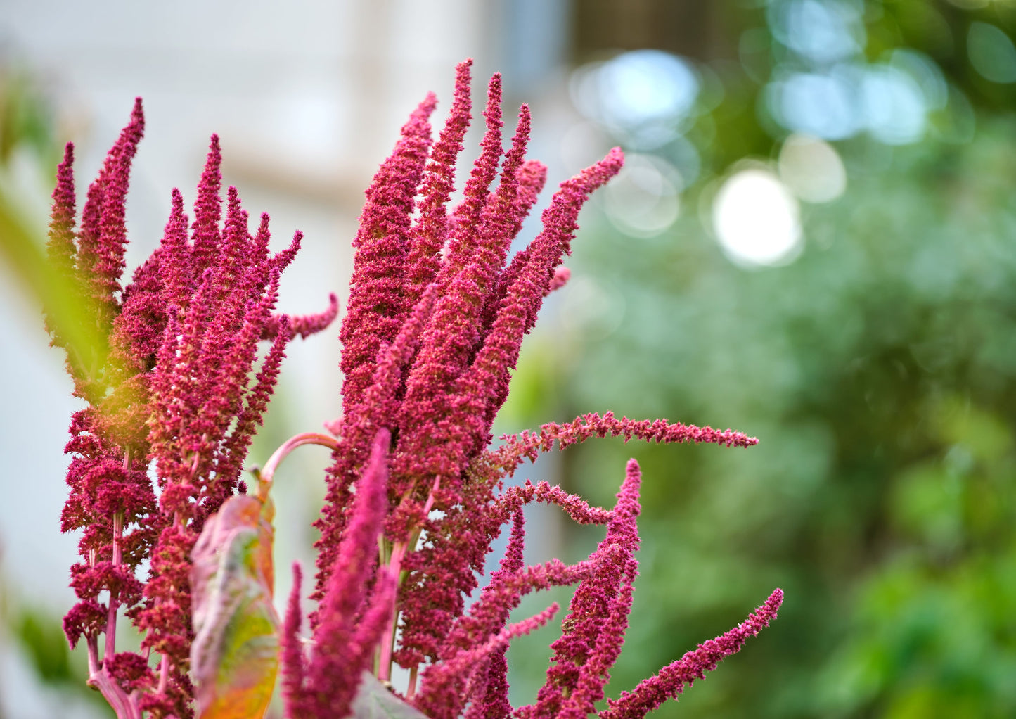 Amaranth Grain - by Food To Live