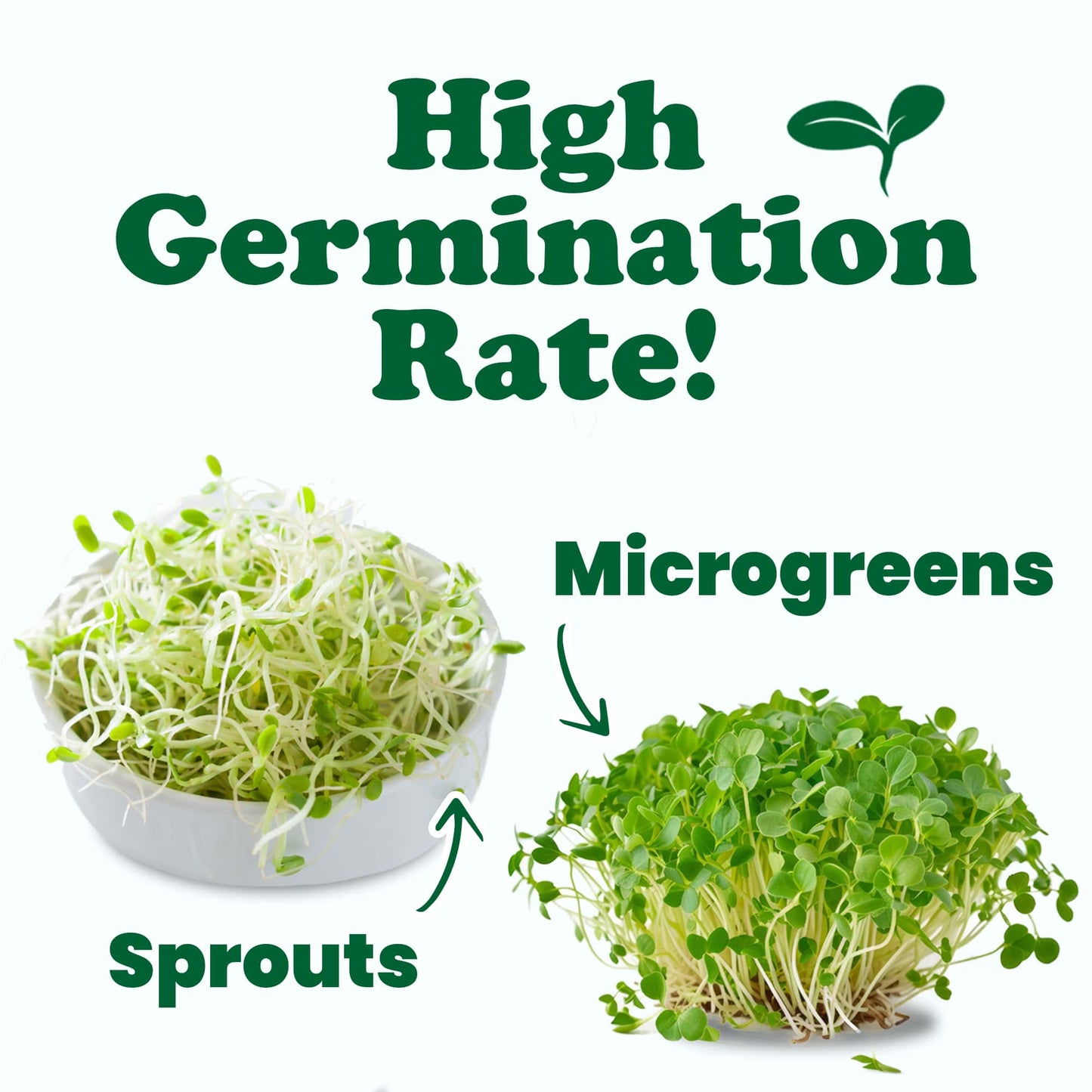 Organic Sprouting Seeds in a Gift Box - by Food To Live