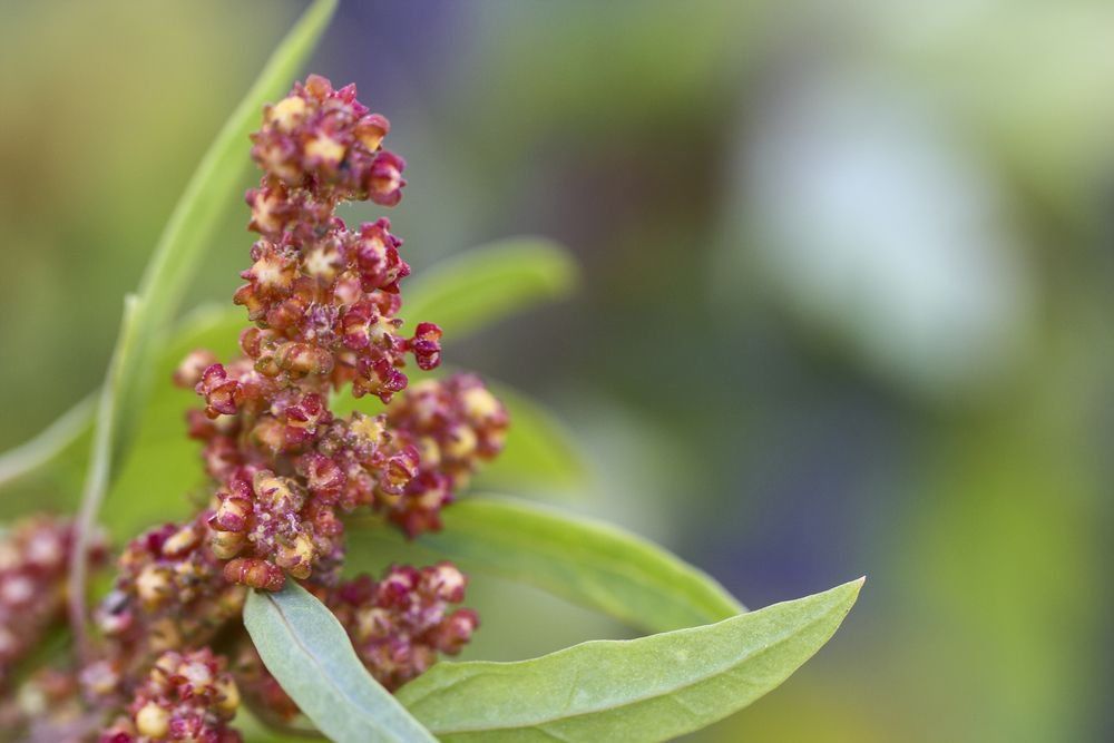 Organic Tri-color Quinoa - by Food To Live