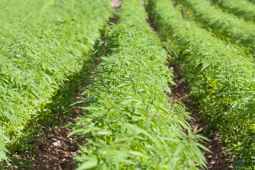 Hemp Seeds - Raw Hearts, Hulled, Shelled, Kosher, Bulk, Rich in Omega 3 and 6, Low Carb, Low Sodium, Good Source of Protein and Iron, Product of China