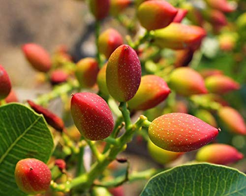 No Shell Pistachios - by Food To Live