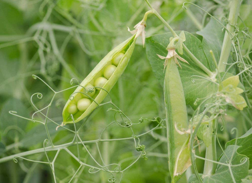 Organic Green Split Peas - by Food To Live
