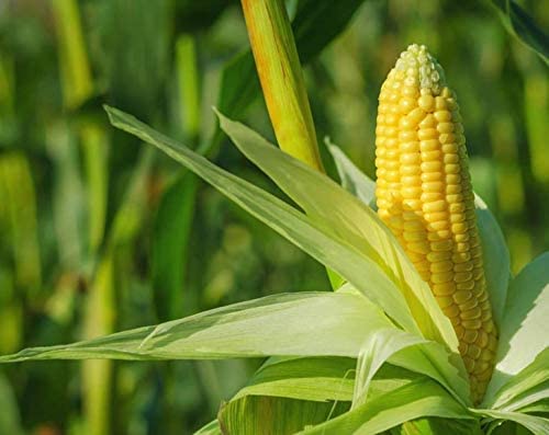 Organic Super Sweet Corn - by Food To Live