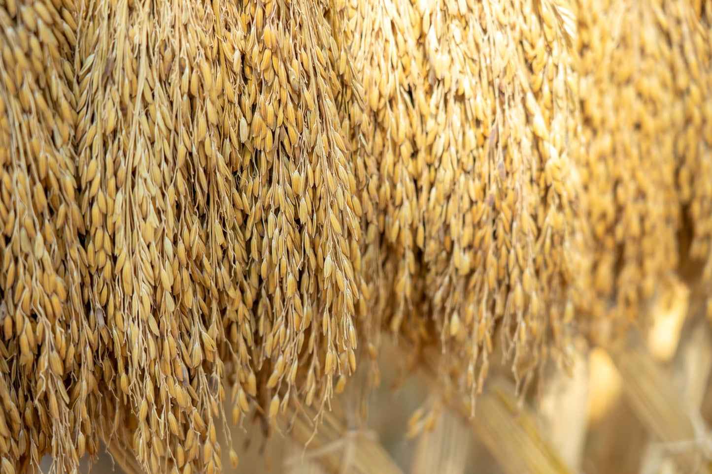Brown Basmati Rice - by Food To Live