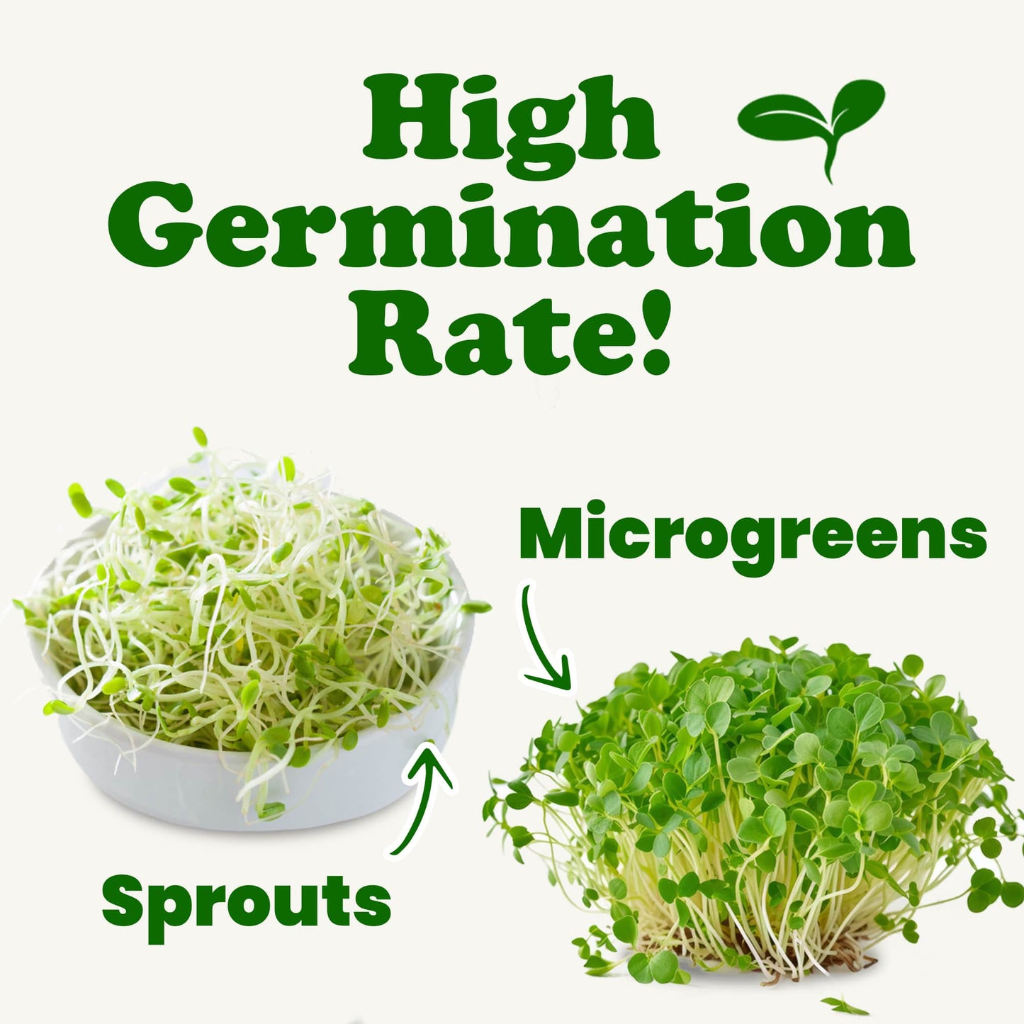 Organic Clover Sprouting Seeds - by Food To Live