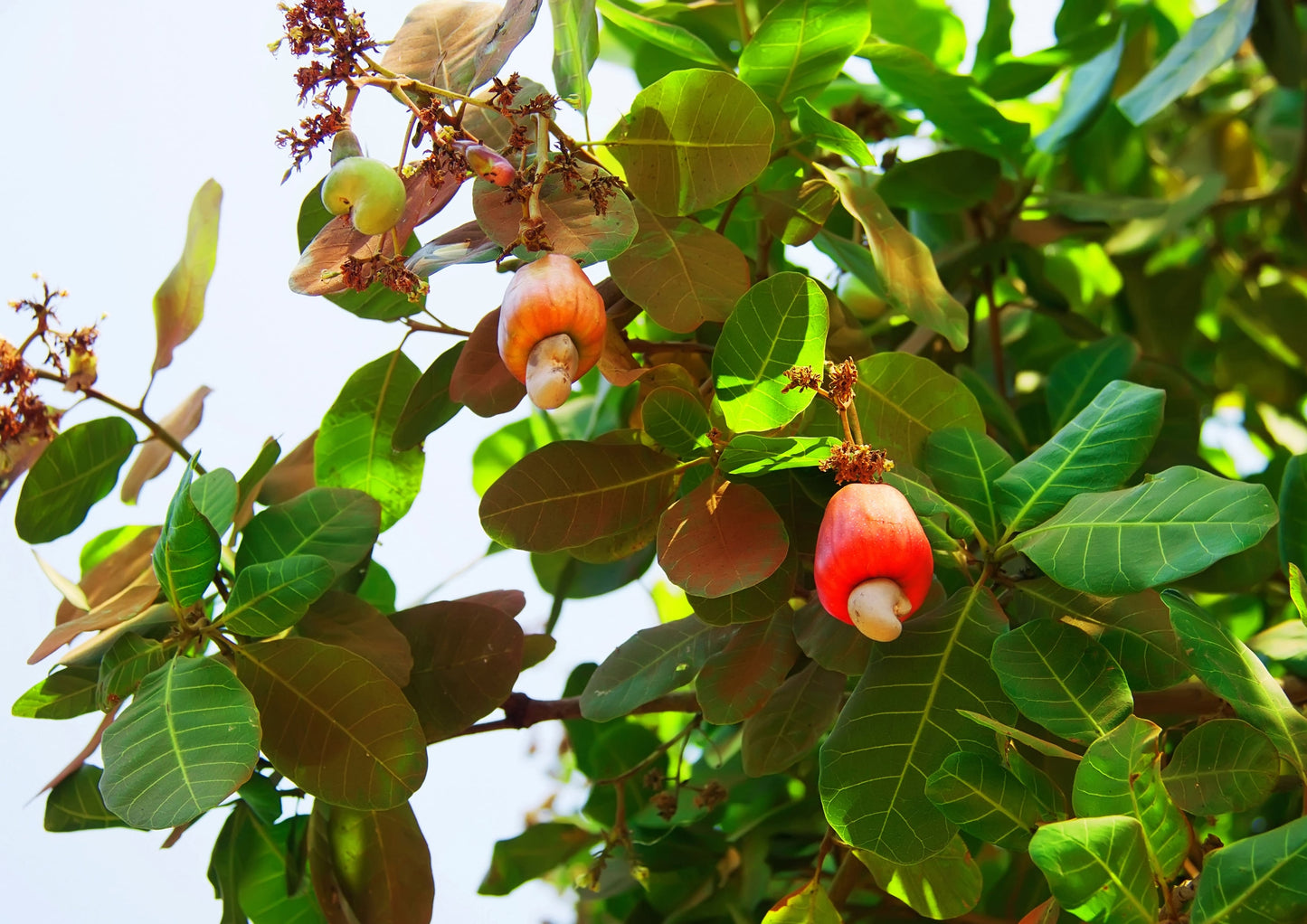 Dry Roasted Whole Cashews with Himalayan Salt - by Food To Live