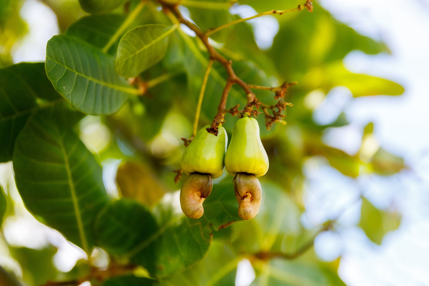 Organic Cashew Pieces - by Food To Live