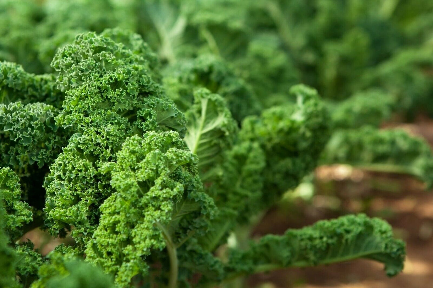 Kale Seeds for Sprouting - by Food To Live