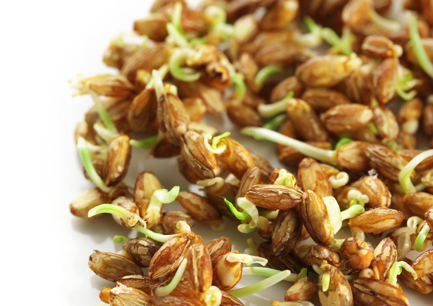 Hard Red Wheat Berries - by Food To Live