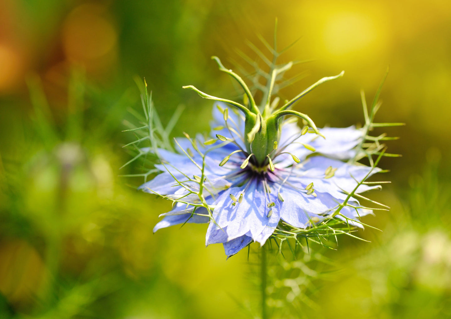 Black Cumin Seeds - by Food To Live
