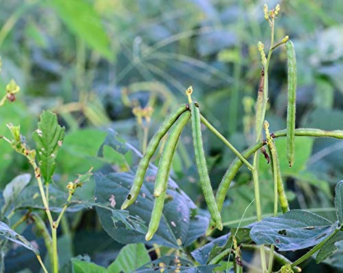 Mung Beans - by Food To Live