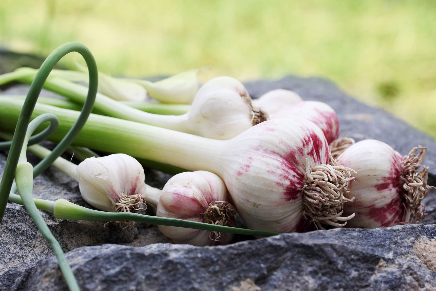 Garlic Powder - by Food To Live