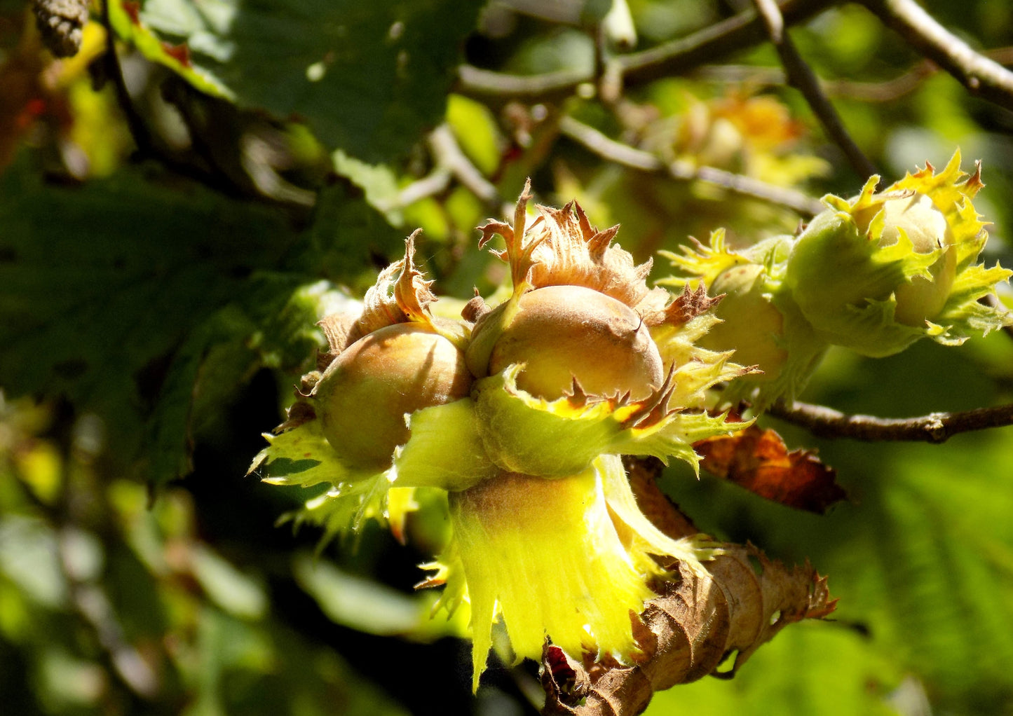 Organic Raw Blanched Hazelnuts - by Food To Live