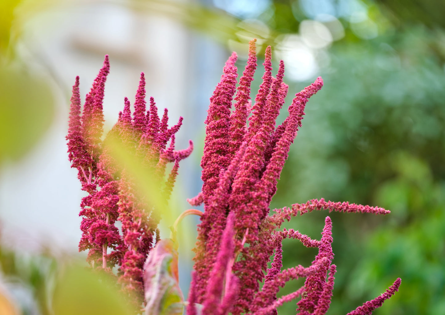 Amaranth Flakes