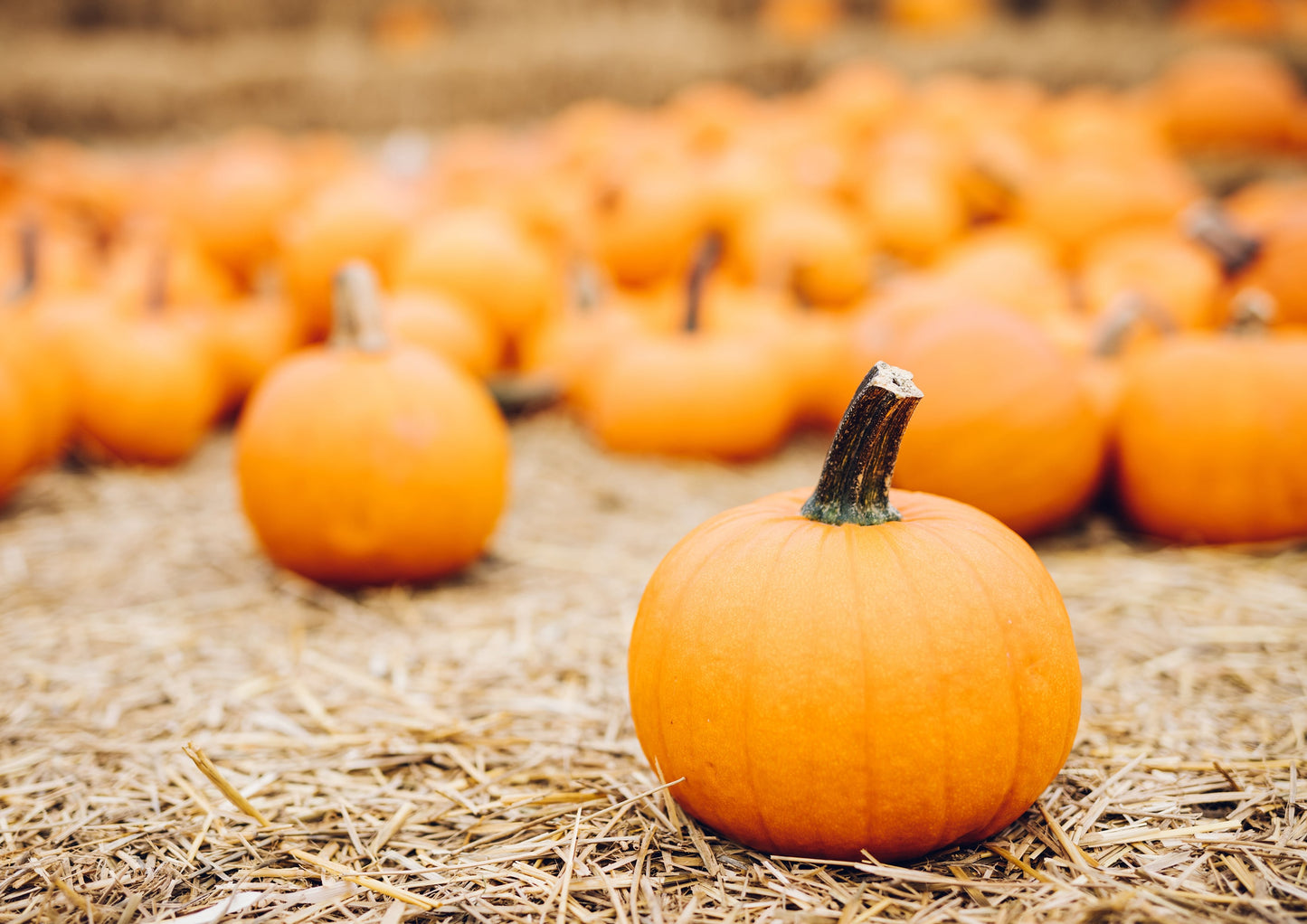 Organic Sprouted Pumpkin Seeds - by Food To Live