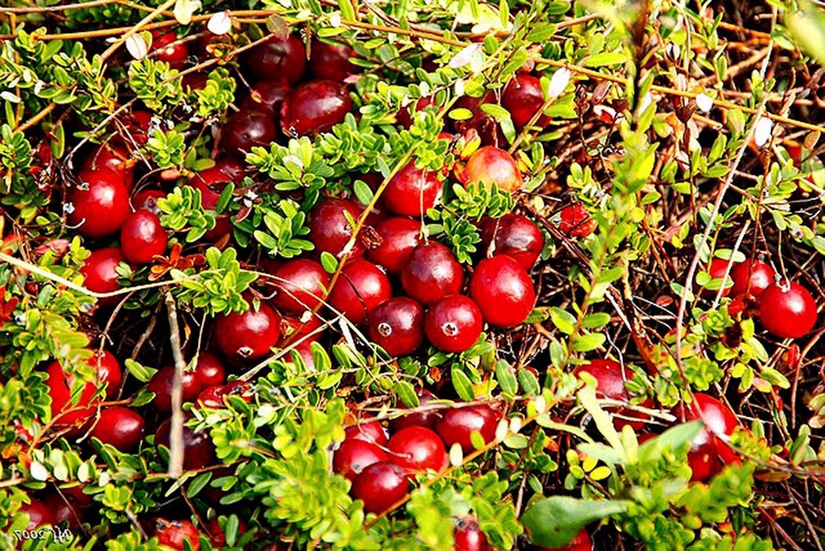 Organic Dried Cranberries - by Food To Live