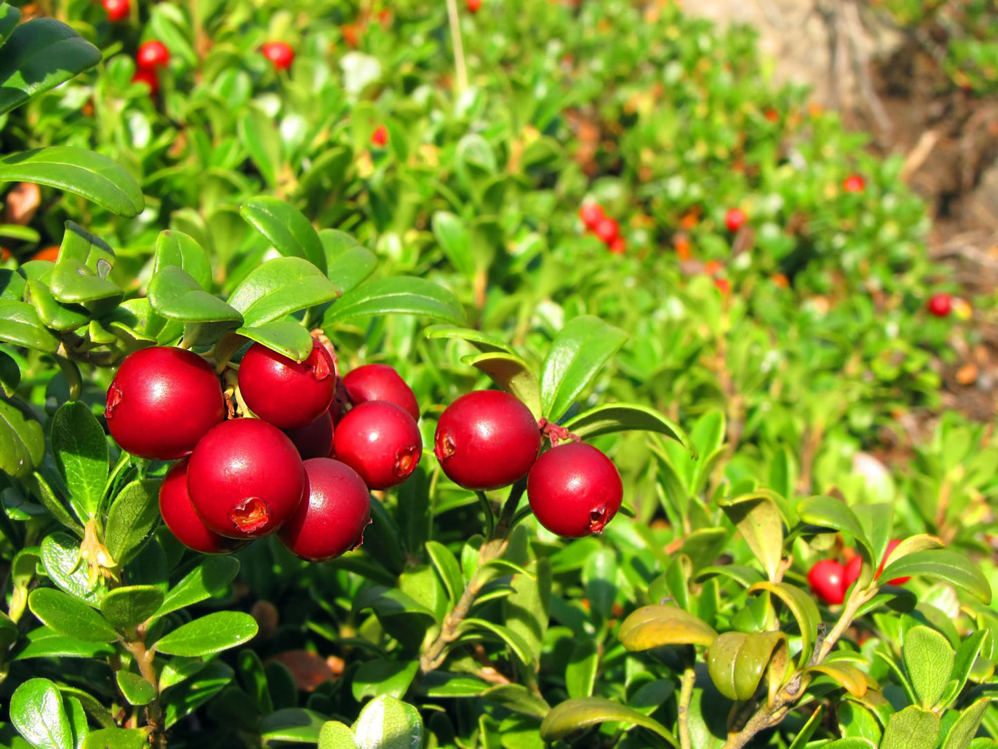 Dried Cranberries - by Food To Live