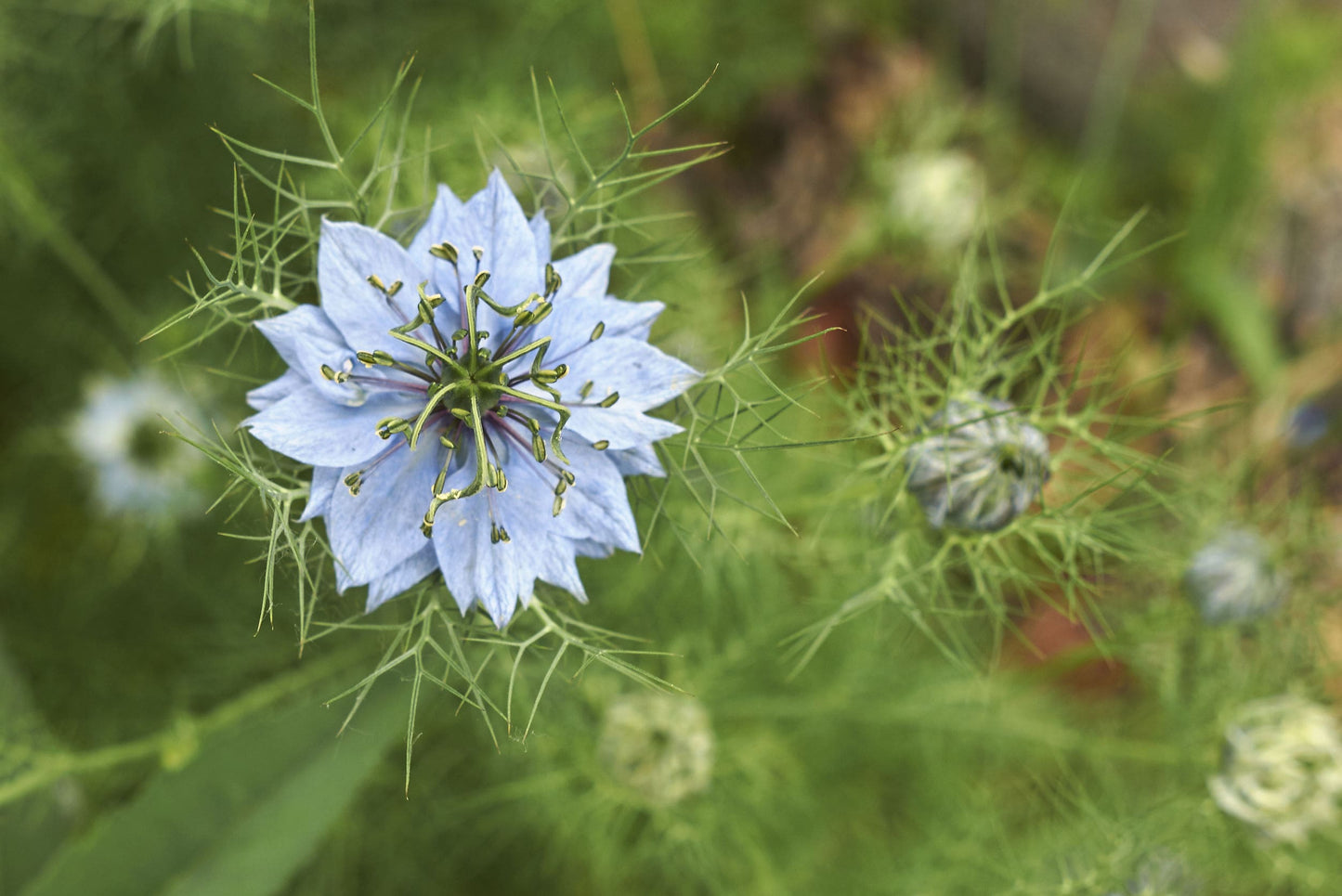 Organic Black Cumin Seeds — Non-GMO, Whole Nigella Sativa, Raw Vegan Superfood, Bulk Black Caraway, Great for Cooking — by Food to Live
