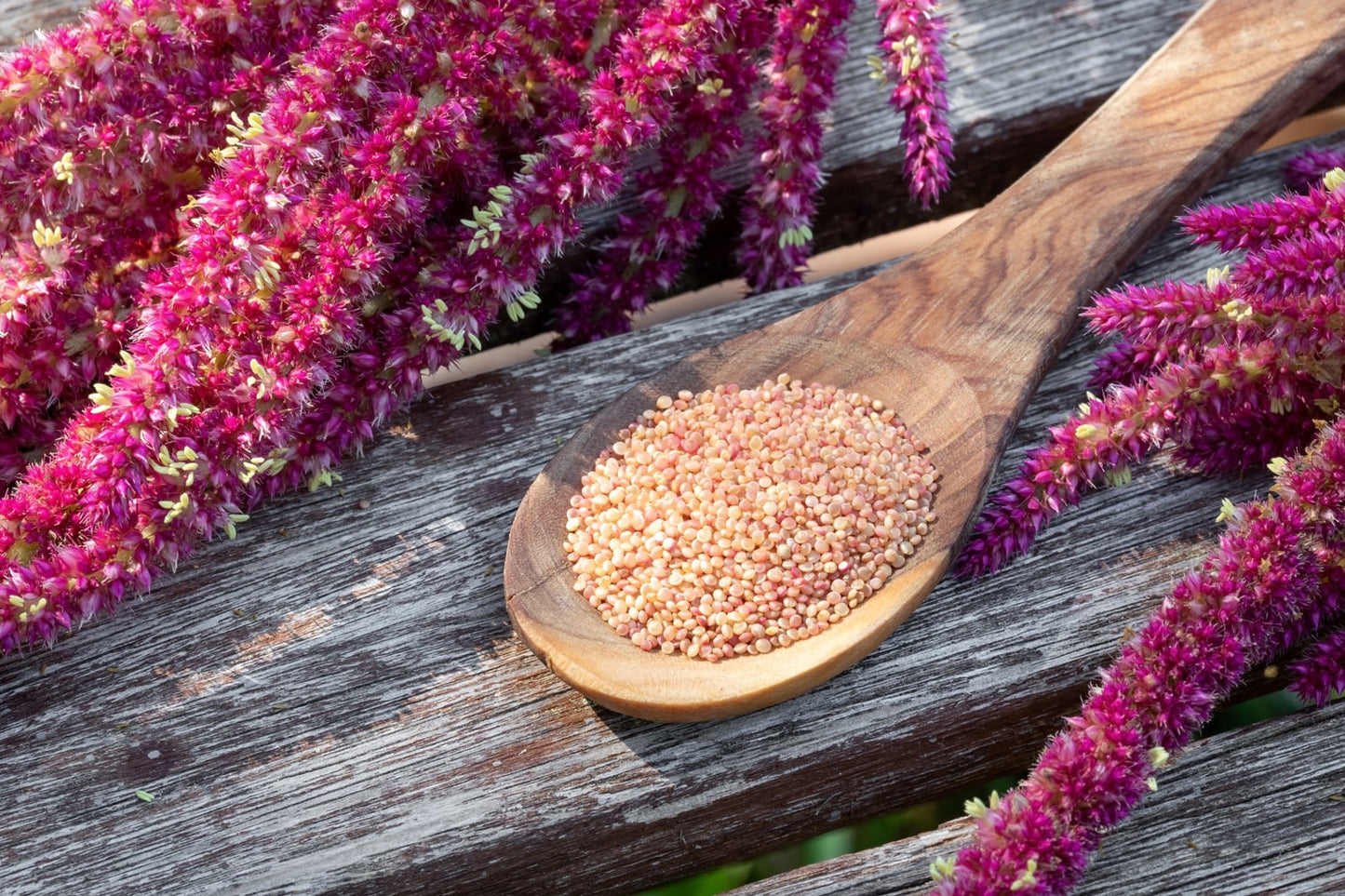 Organic Popped Amaranth – Non-GMO Puffed Seeds, No Sugar Added, Vegan, Bulk Grain. Good Source of Protein. Great Pop Snack. Perfect as Topping for Breakfast Cereal, Porridge, Yogurt