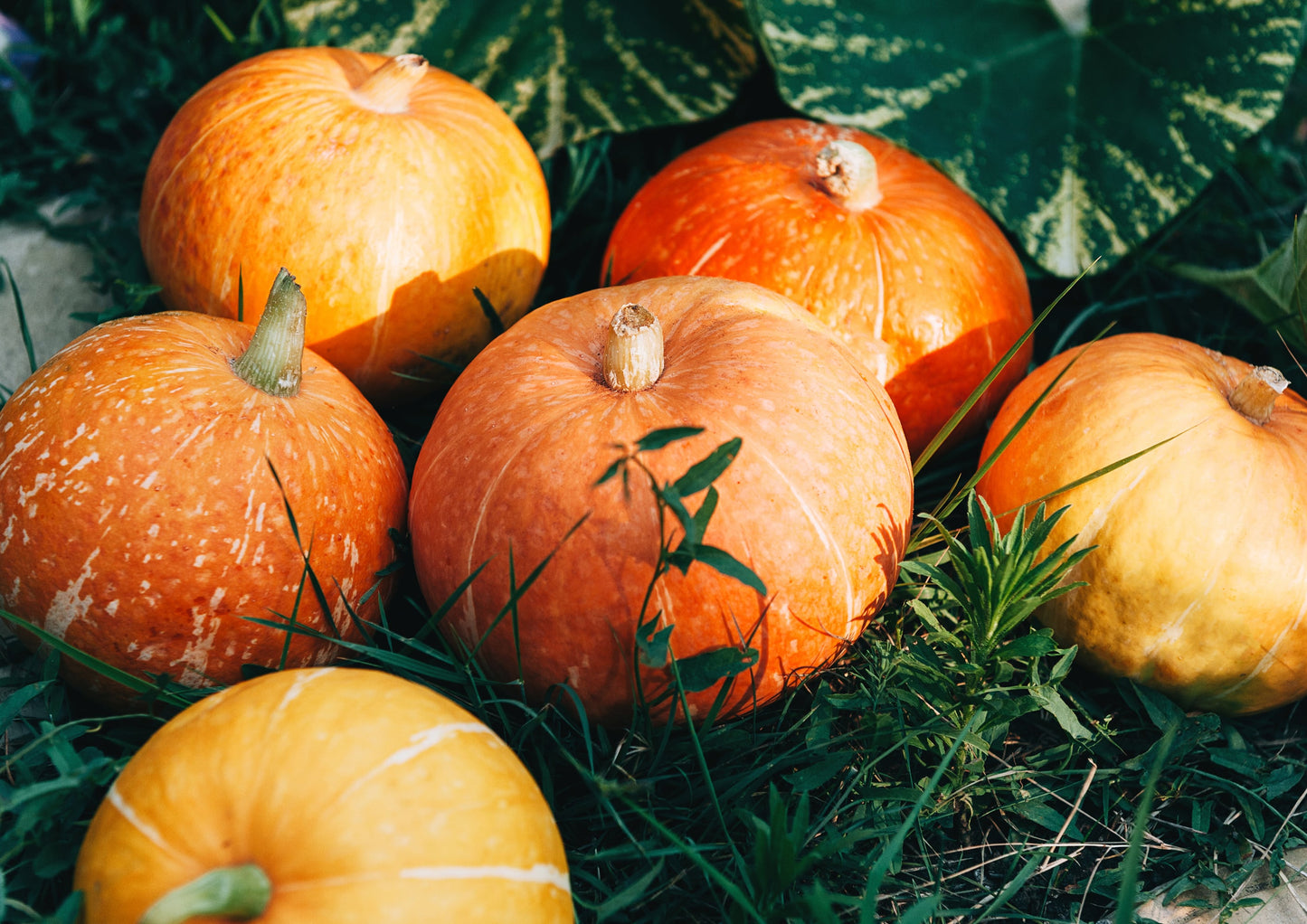 Organic Sprouted Pumpkin Seeds with Himalayan Salt - by Food To Live
