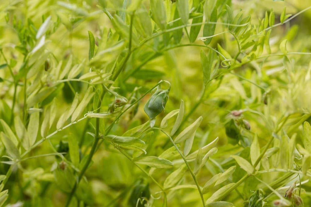 Organic French Green Lentils - by Food To Live