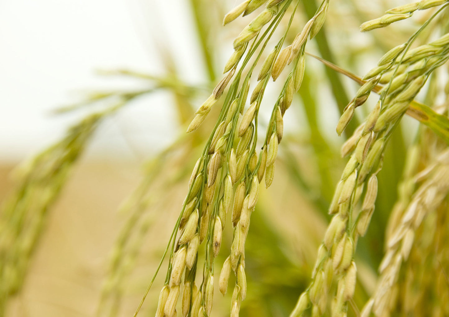 Jasmine Brown Rice - by Food To Live