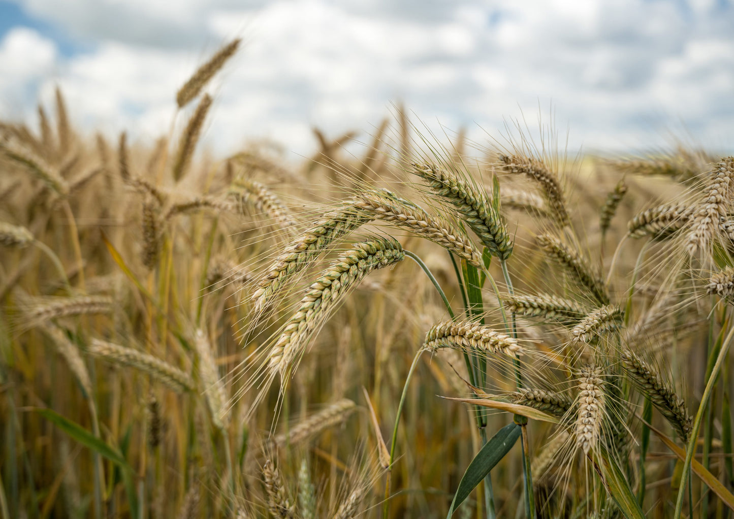 Hulled Barley Grain - by Food To Live