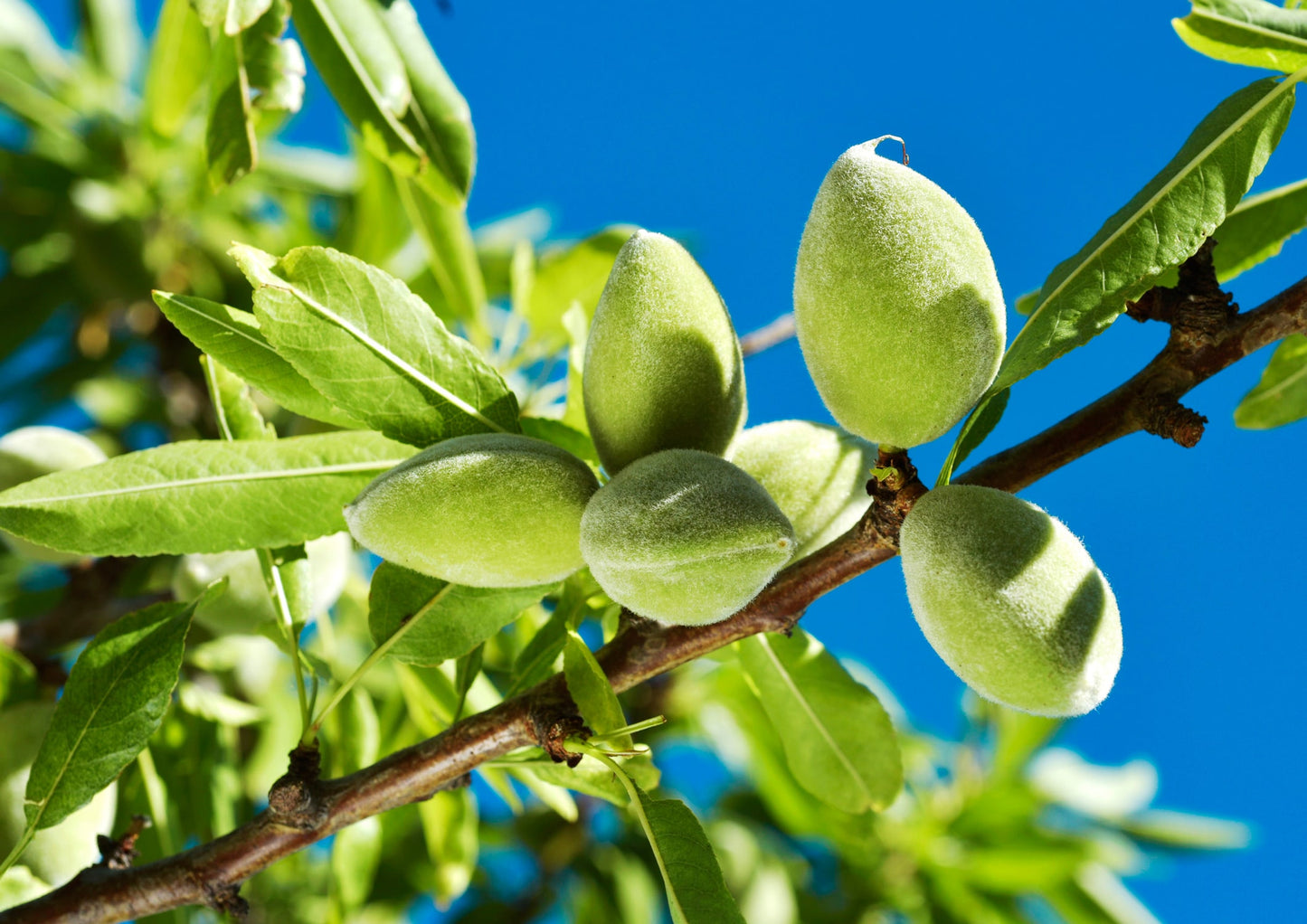 Organic Blanched Slivered Almonds - Non-GMO, Raw, Unpasteurized, Unsalted, Vegan, Keto, Paleo, Kosher, Bulk - by Food to Live