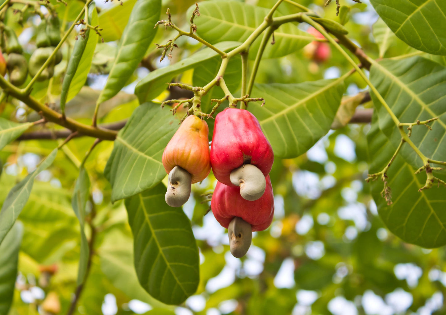 Cashew Pieces - by Food To Live