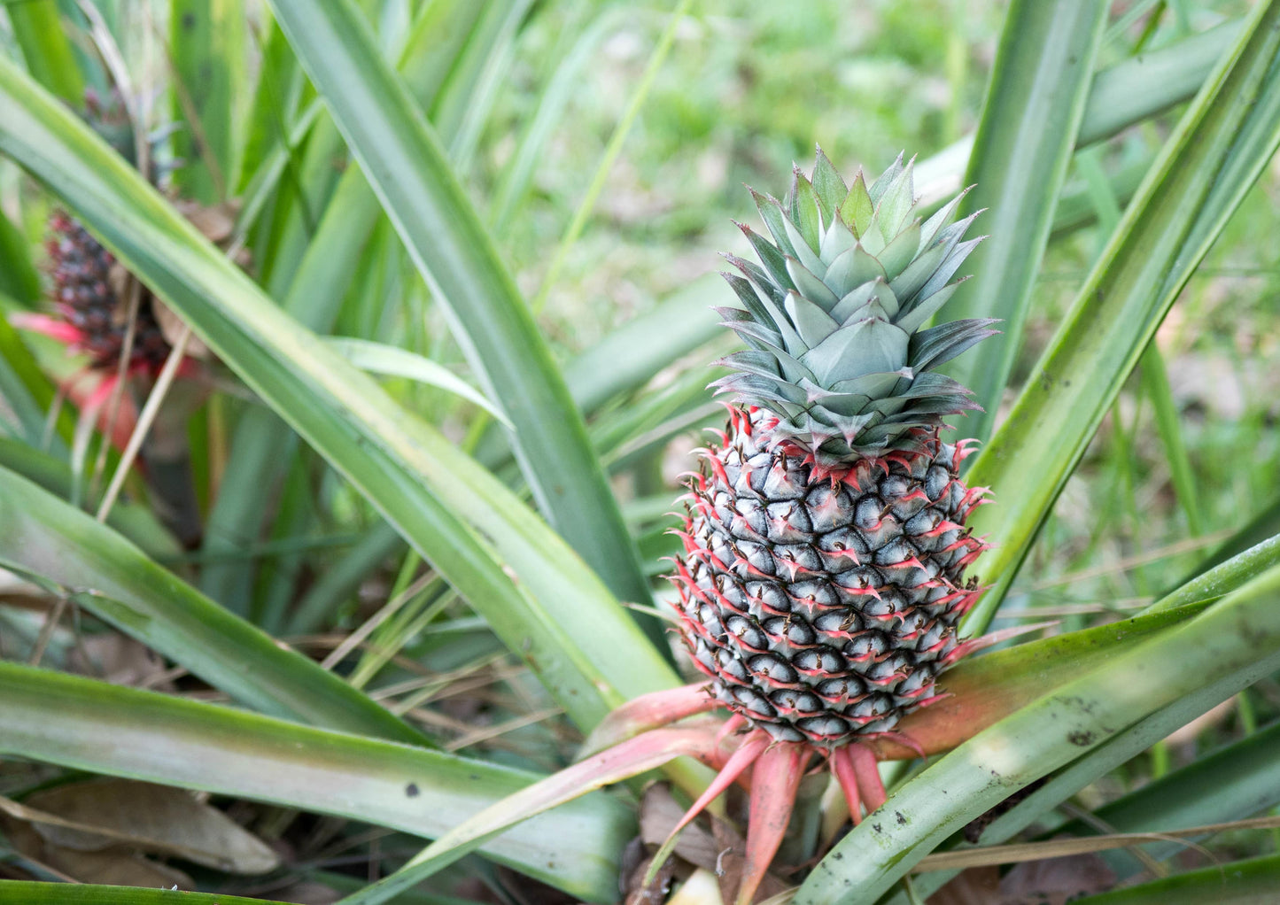 Pineapple Juice Powder, - Made from Raw Dried Fruit, Unsulfured, Vegan, Bulk, Great for Baking, Juices, Smoothies, Yogurts, and Instant Breakfast Drinks, No Sulphites - by Food to Live