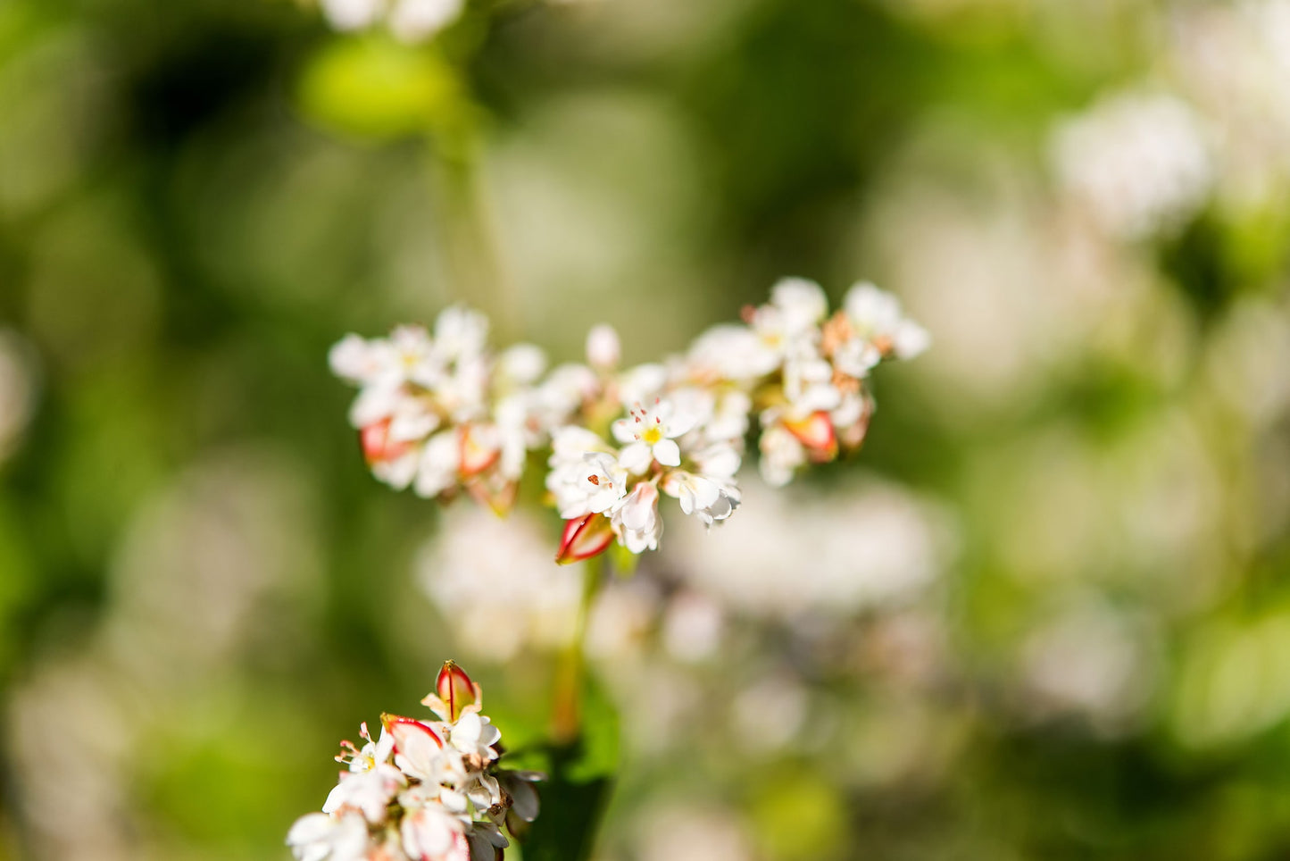 Buckwheat Kasha - by Food To Live