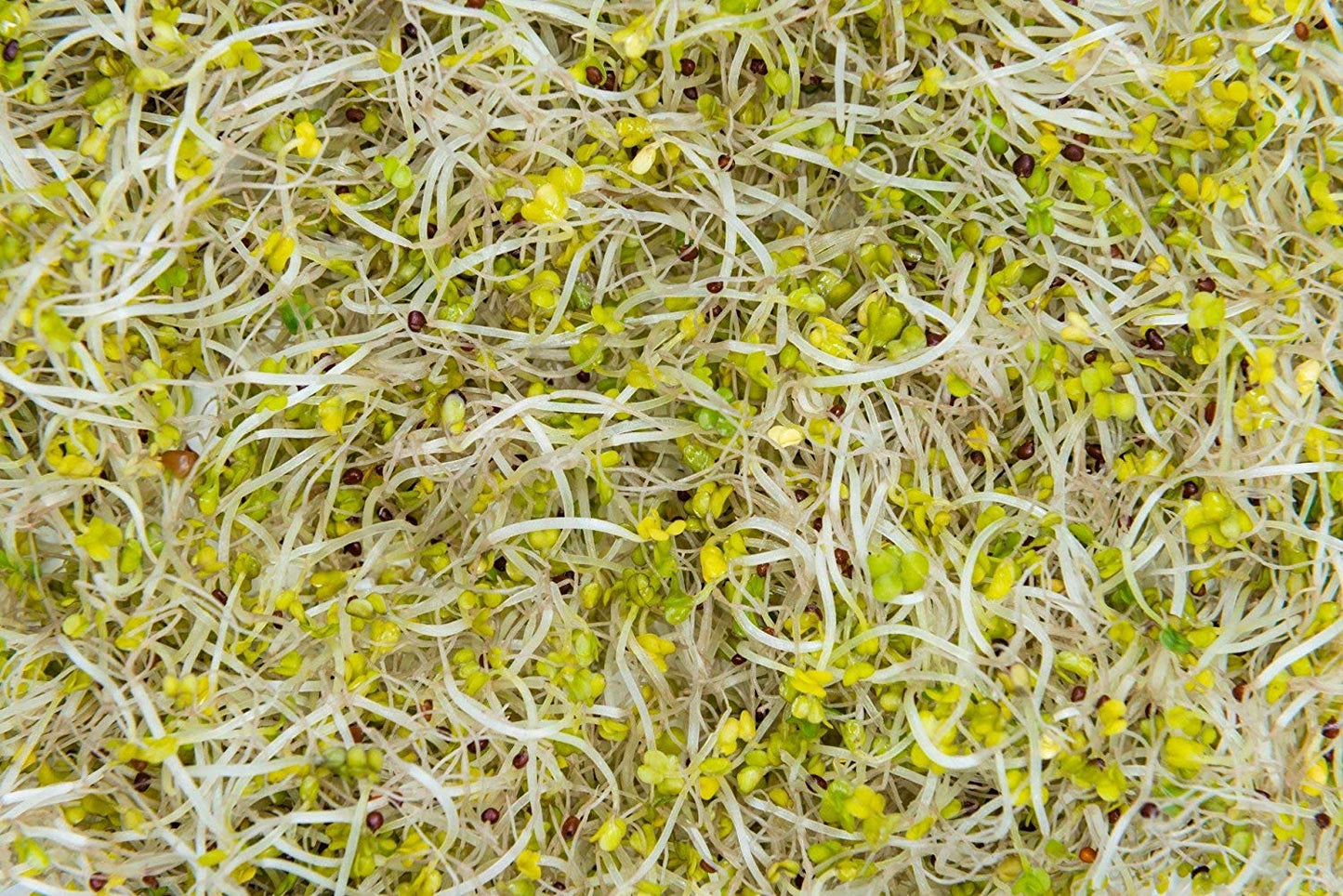 Broccoli Sprout Powder - by Food To Live