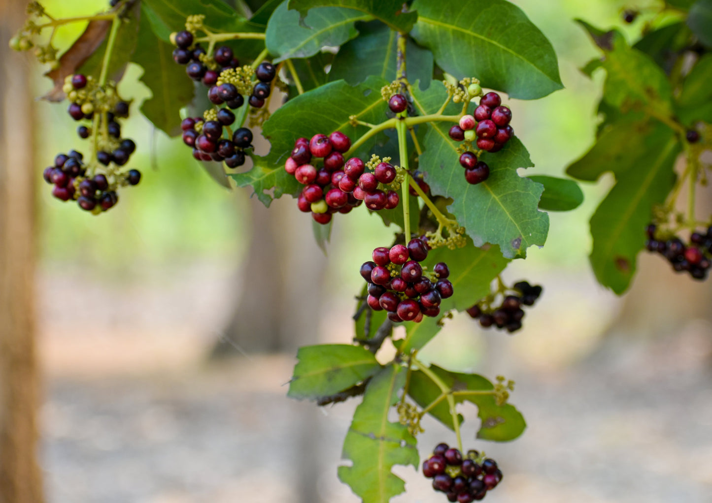 Allspice Berries — Non-GMO Verified, Whole, Kosher, Raw, Vegan