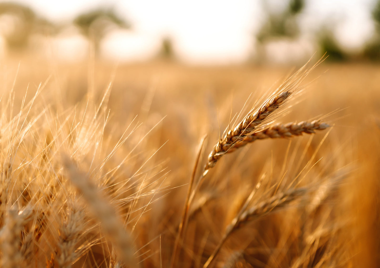 Organic Hard Red Wheat Berries - by Food To Live