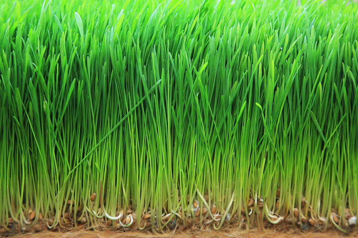 Organic Wheatgrass Powder - by Food To Live