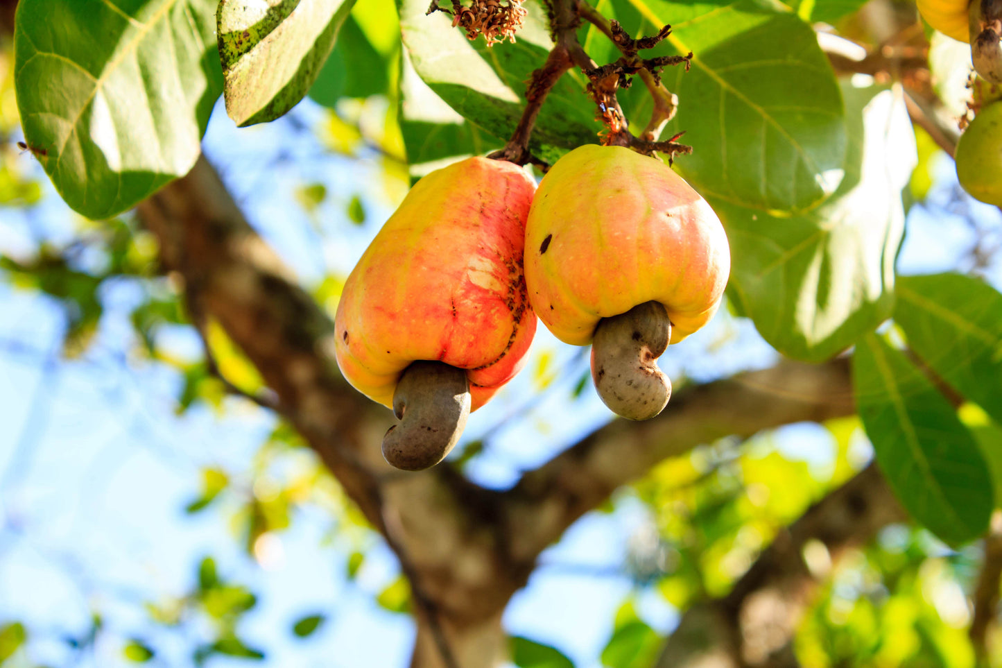 Dry Roasted Whole Cashews - by Food To Live