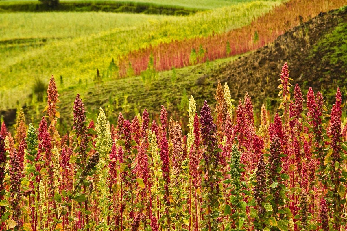 Organic Royal White Quinoa - by Food To Live